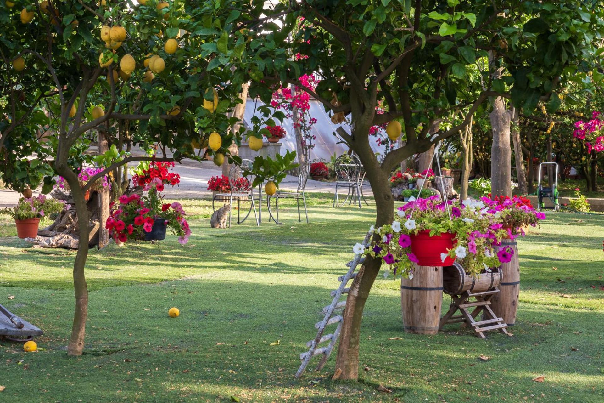 Giardino Di Nonno Lucio - Surrounded By Lemon Tree Piano di Sorrento Exterior foto