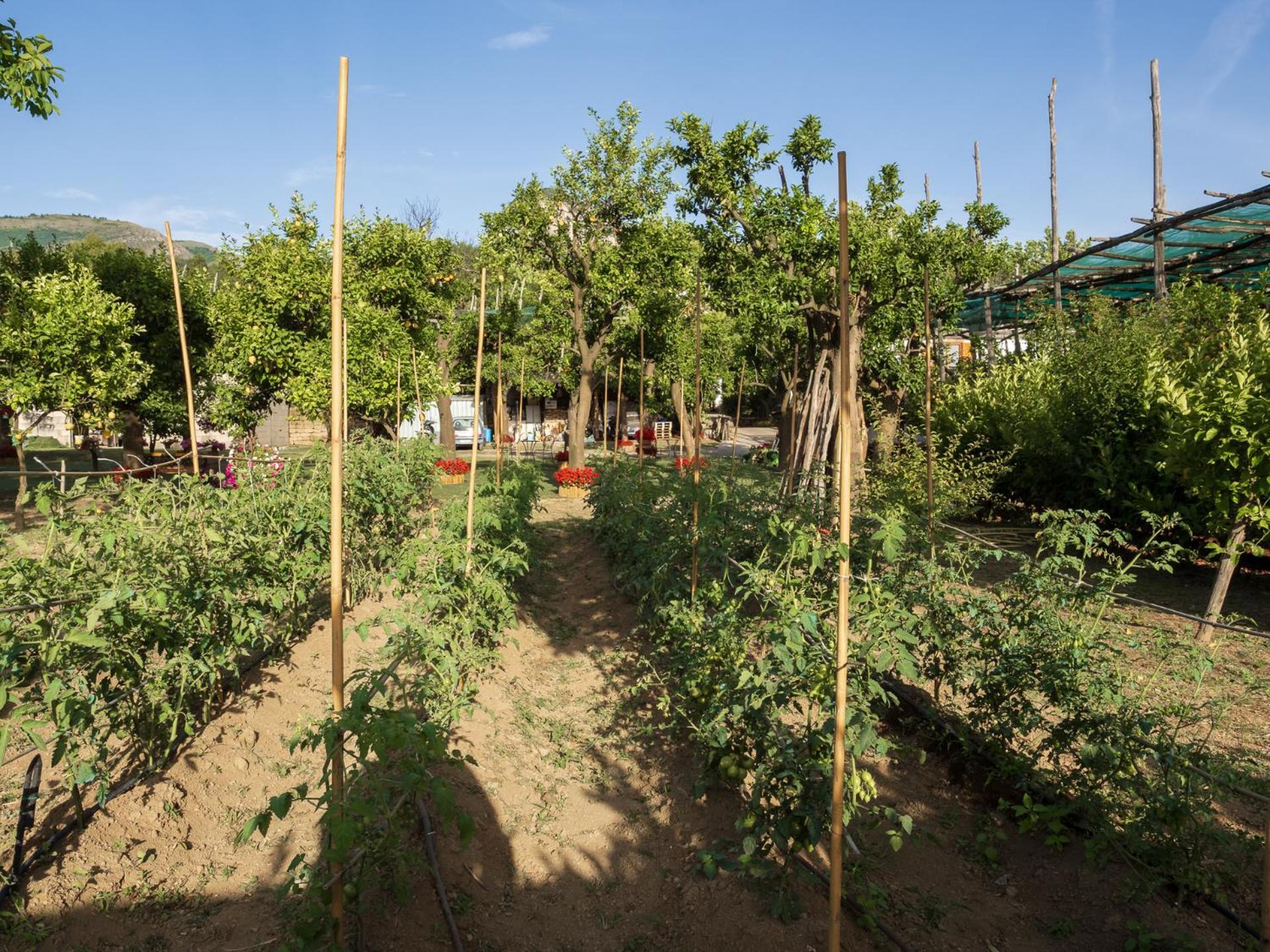 Giardino Di Nonno Lucio - Surrounded By Lemon Tree Piano di Sorrento Exterior foto