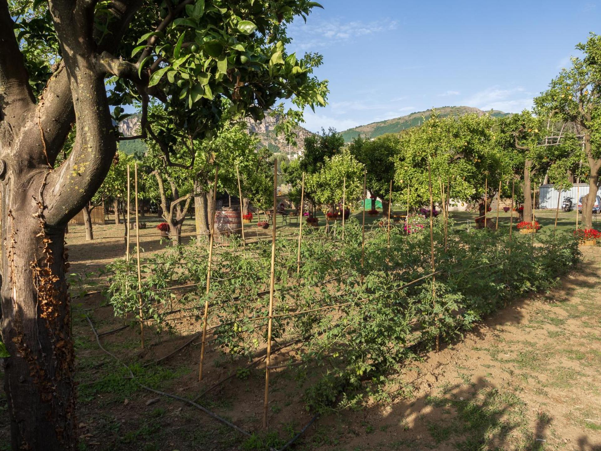 Giardino Di Nonno Lucio - Surrounded By Lemon Tree Piano di Sorrento Exterior foto