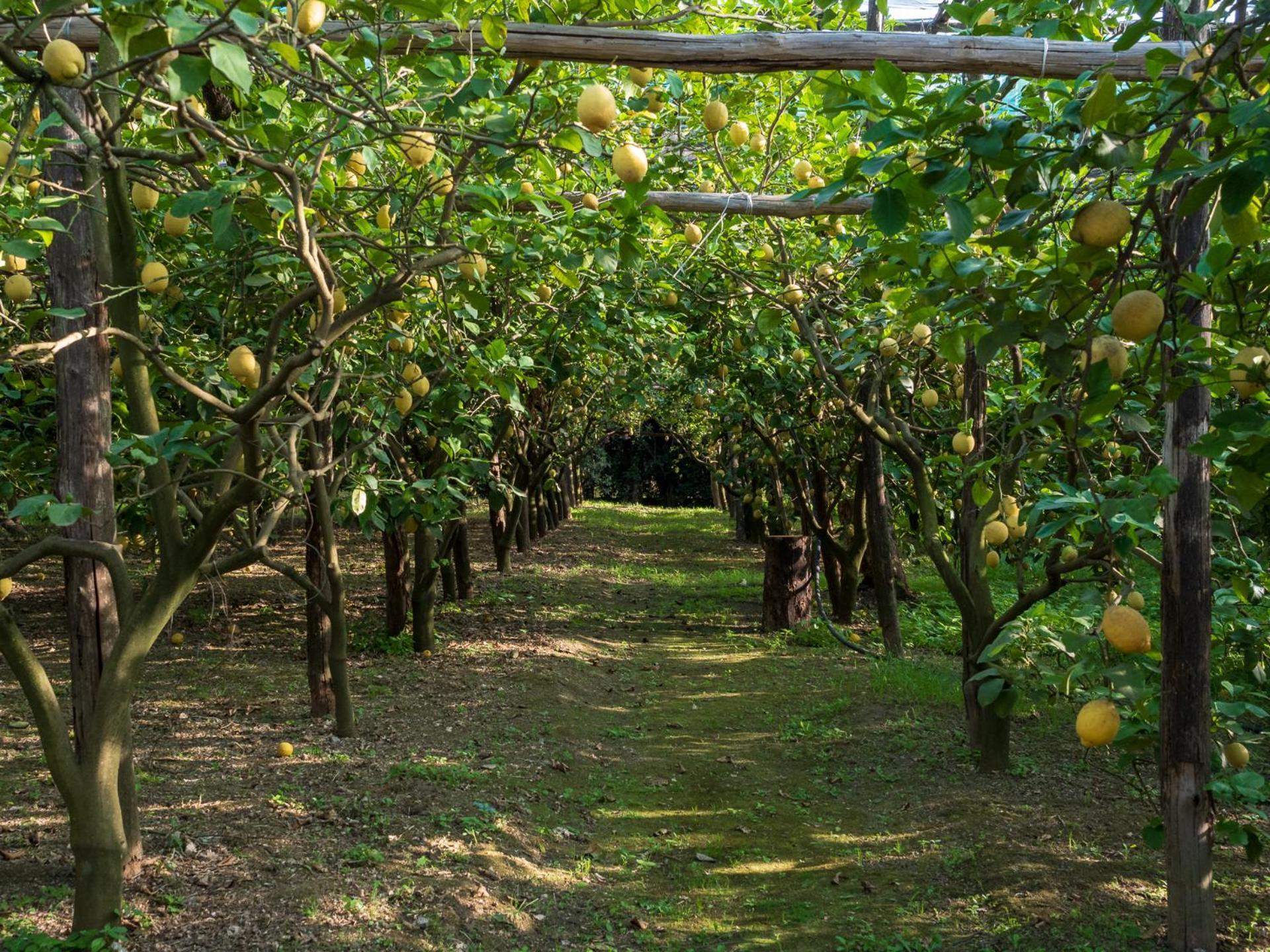 Giardino Di Nonno Lucio - Surrounded By Lemon Tree Piano di Sorrento Exterior foto
