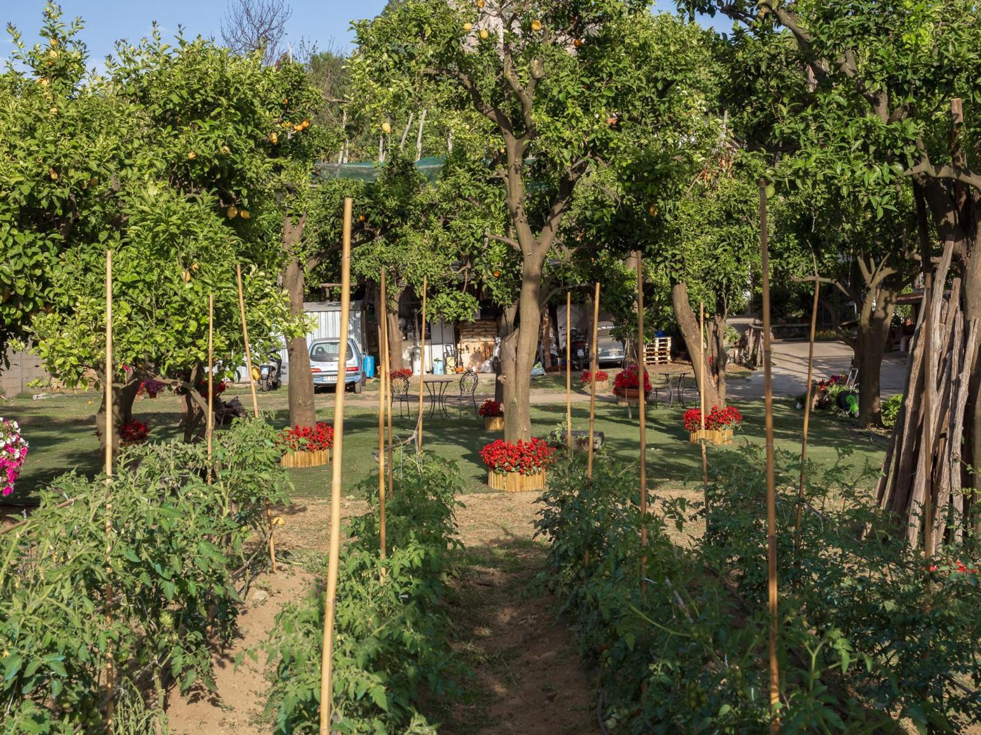 Giardino Di Nonno Lucio - Surrounded By Lemon Tree Piano di Sorrento Exterior foto